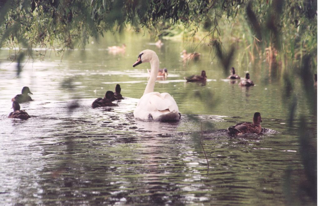 Swan Pond